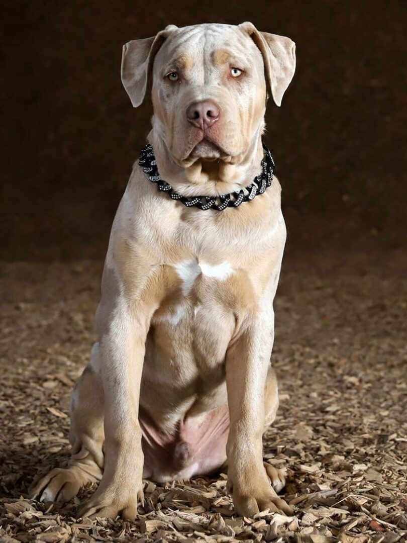 american-bully-stud-bkbullies-gero-bossy-kennel