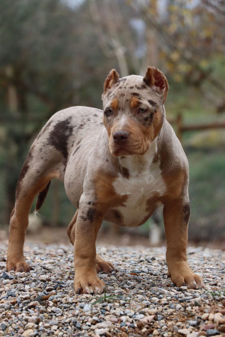 Gallery | BK Bullies