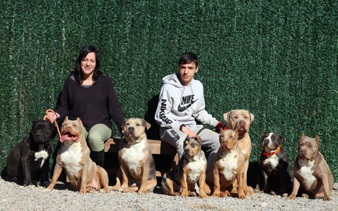 Cachorros de American Bully en nuestro criadero cerca de Barcelona (España).