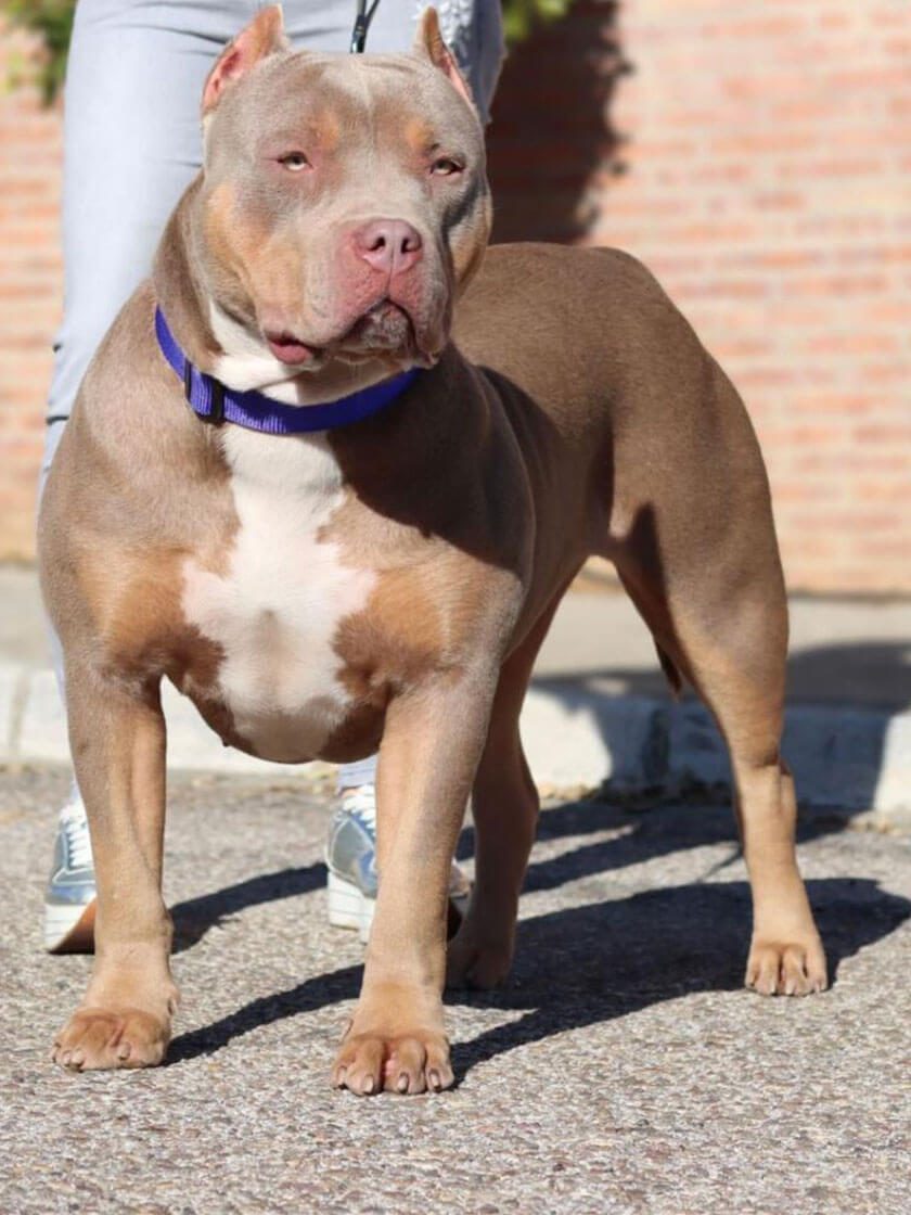 American Bully Female Dog
