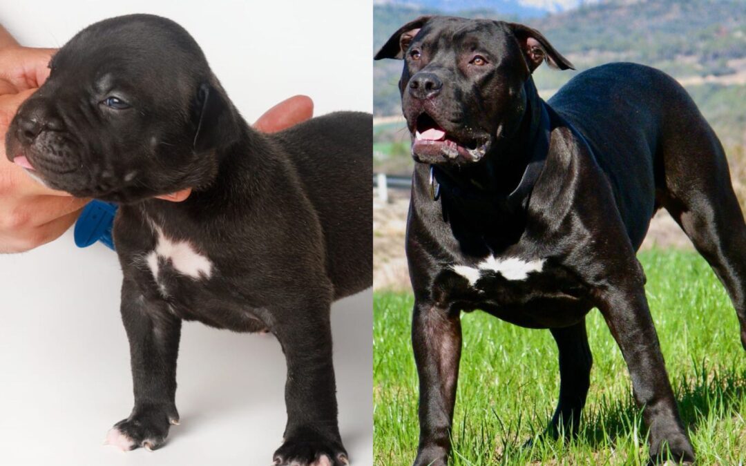 Criadores perro american bully