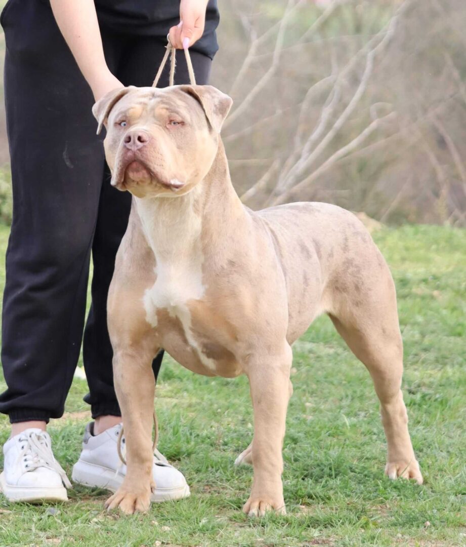 American Bully Female Puppy
