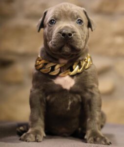 Cachorro American Bully España, precio estimado con pedigrí