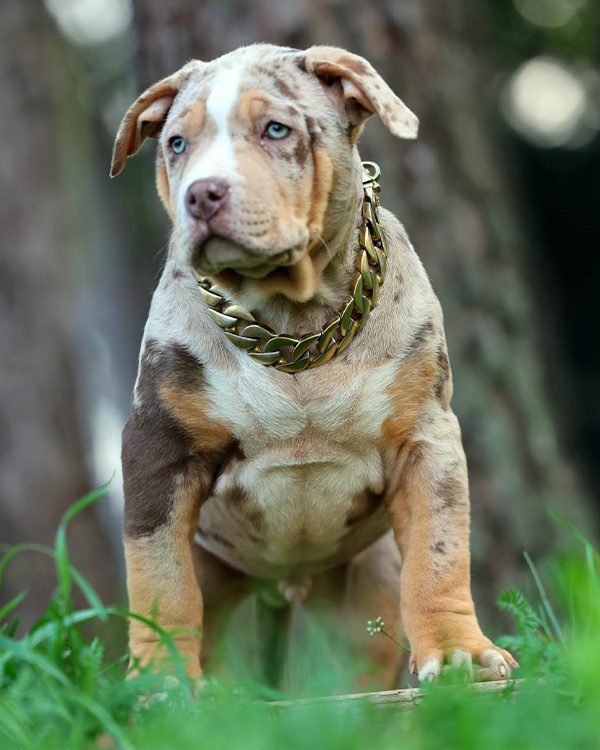 Criadero American Bully Cataluña: cómo elegir el mejor lugar para tu cachorro