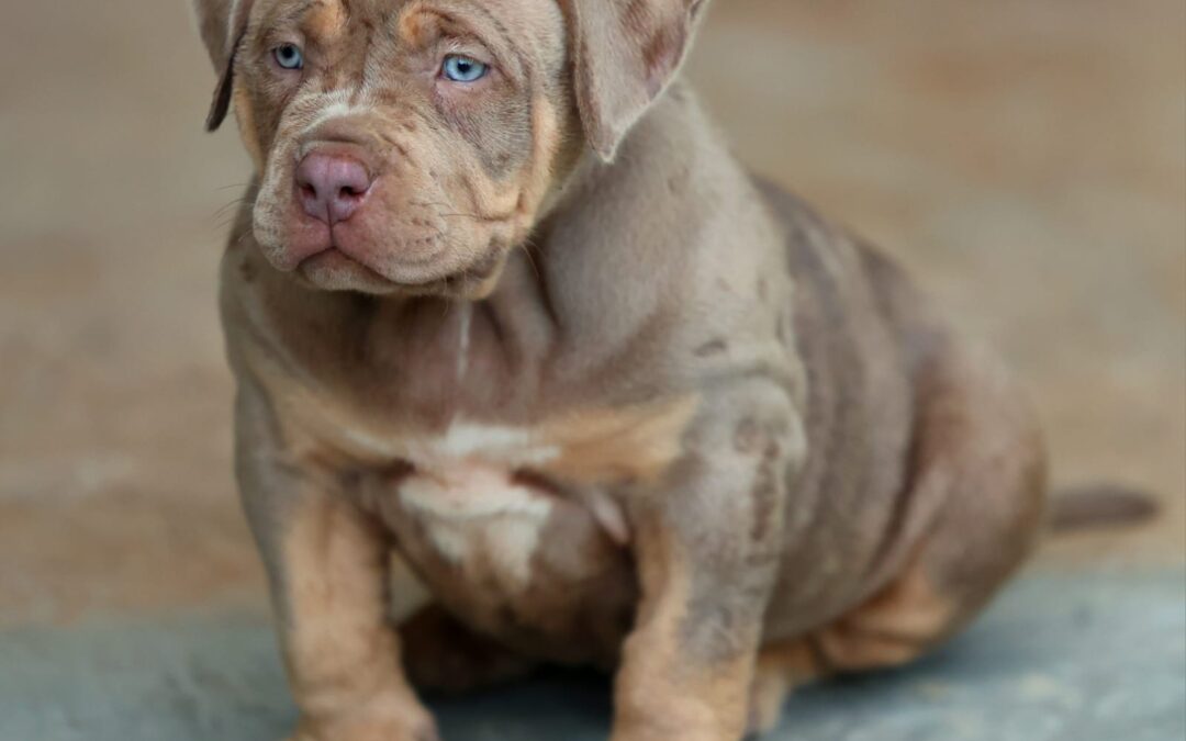Cachorro American Bully de BK Bullies XL