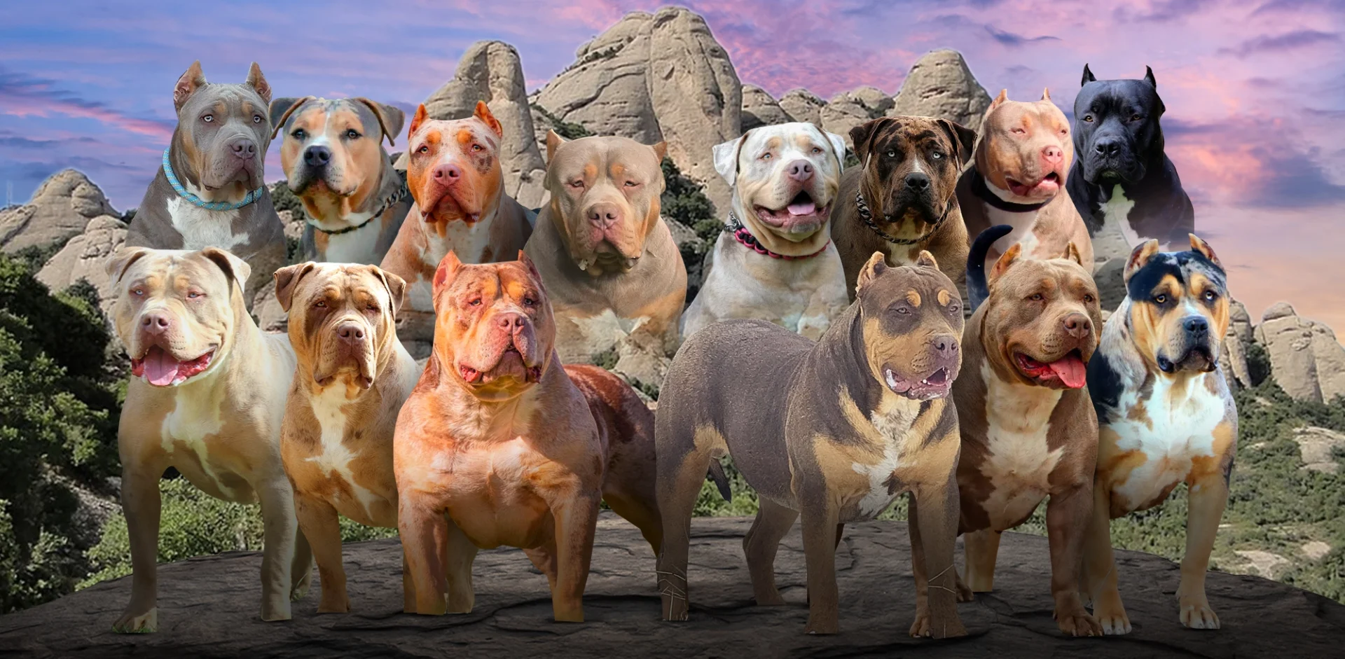 American Bully XL & Classic Kennel