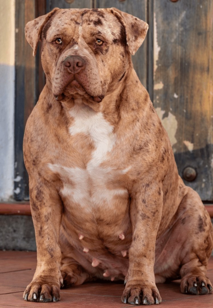 American Bully XL mostrando su temperamento equilibrado